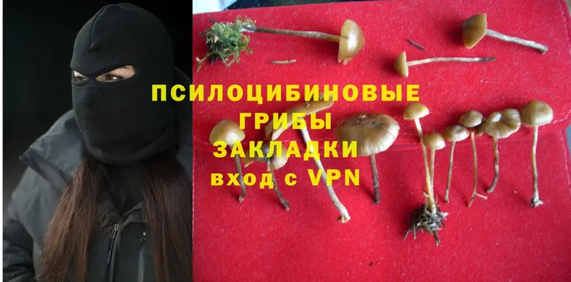 продажа наркотиков  Белорецк  Галлюциногенные грибы Psilocybe 